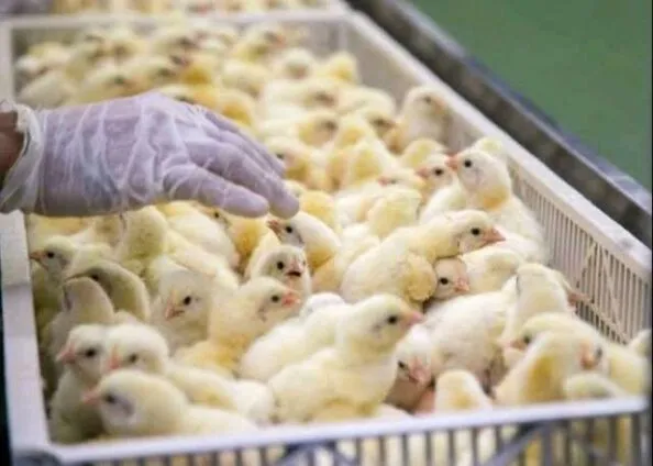 Poultry Farmers Press for Decade-Long Reform Agenda as Feed Costs Threaten Ghana’s Food Securit