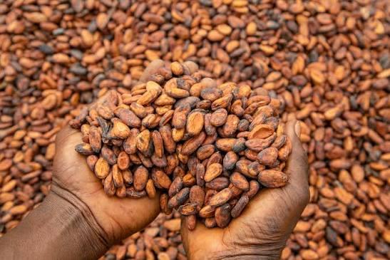 Back to the Bean: Ghana Launches Bold Mission to Rescue Cocoa