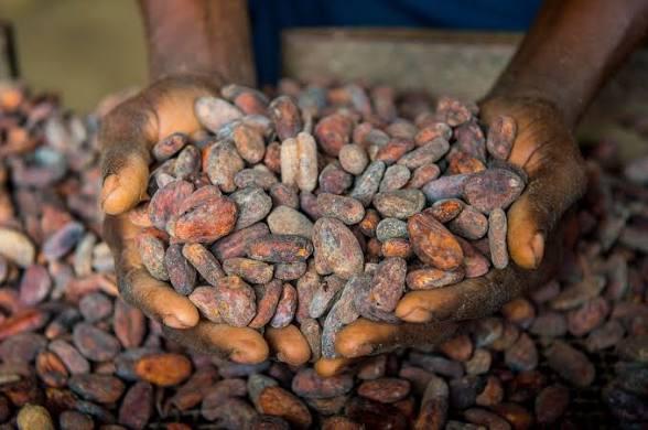 Ghana moves to lock in 70% export value for cocoa farmers under sweeping sector overhaul