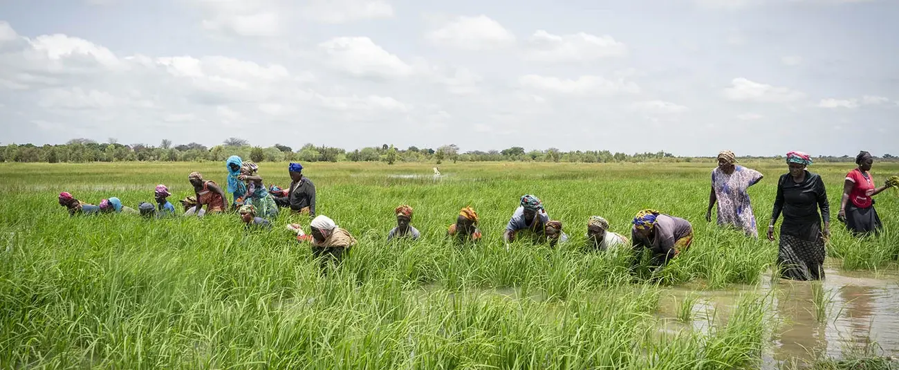 AfDB approves $18.8mn grant to lift Ghana’s rice output and curb import dependence