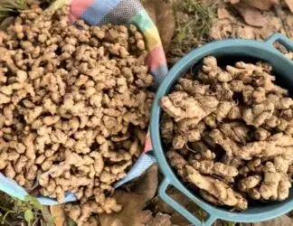 Ghana’s Ginger Shortage Creates Investment Opening Across $Agricultural Value Chain